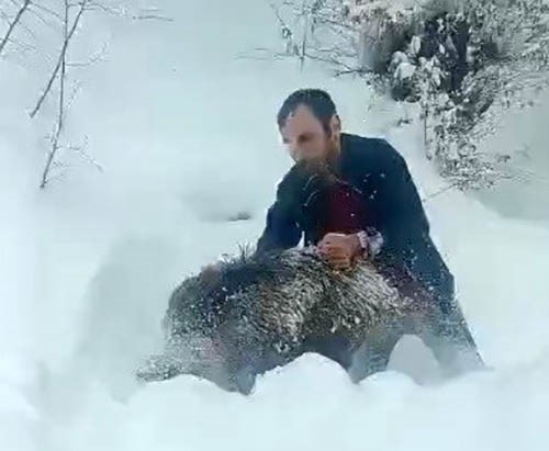 Sinopta Karin Icine Girip Domuz Yakaladi 2