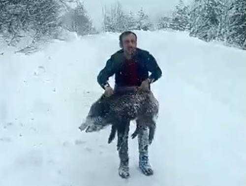 Sinopta Karin Icine Girip Domuz Yakaladi