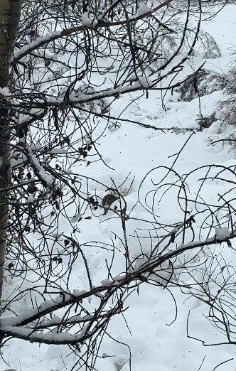 Tuncelide Nadir Gorunen Manzara Nesli Tehlikede Olan Su Samuru Kamerada 2