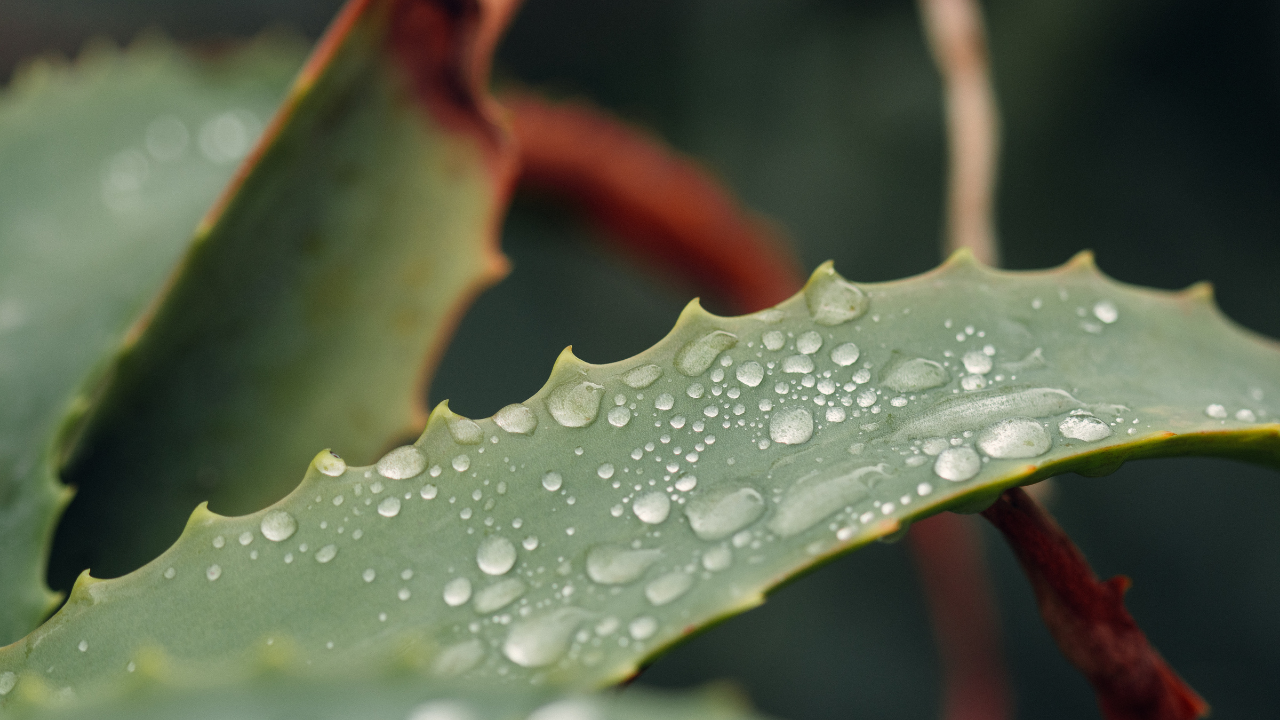 Yaprakta Cemre Düşmesi