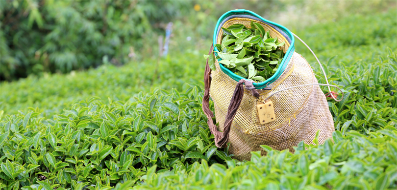 Yaş Çay Alım Fiyatı 2025 Vitrin