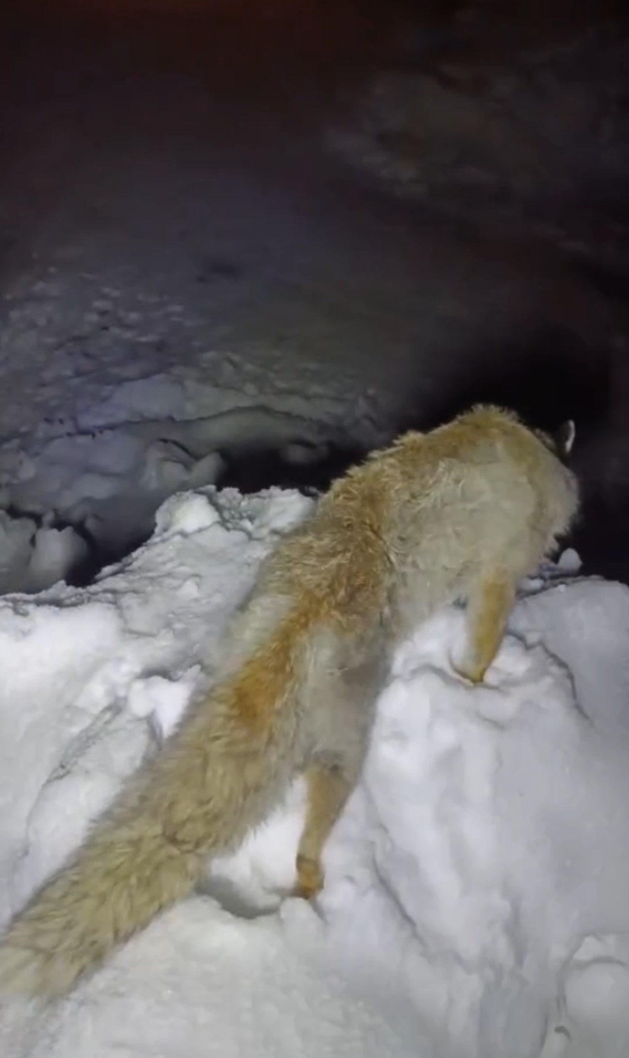 Yuksekovada Tilki Dondu 1