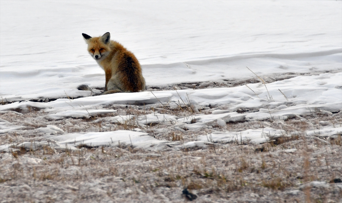 A A 20260201 40427262 40427255 K A R S T A K A R L I A R A Z I D E Y I Y E C E K A R A Y A N Y A B A N H A Y V A N L A R I G O R U N T U L E N D I