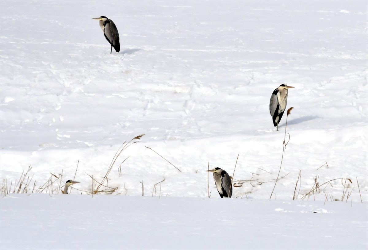 A A 20260201 40427262 40427259 K A R S T A K A R L I A R A Z I D E Y I Y E C E K A R A Y A N Y A B A N H A Y V A N L A R I G O R U N T U L E N D I