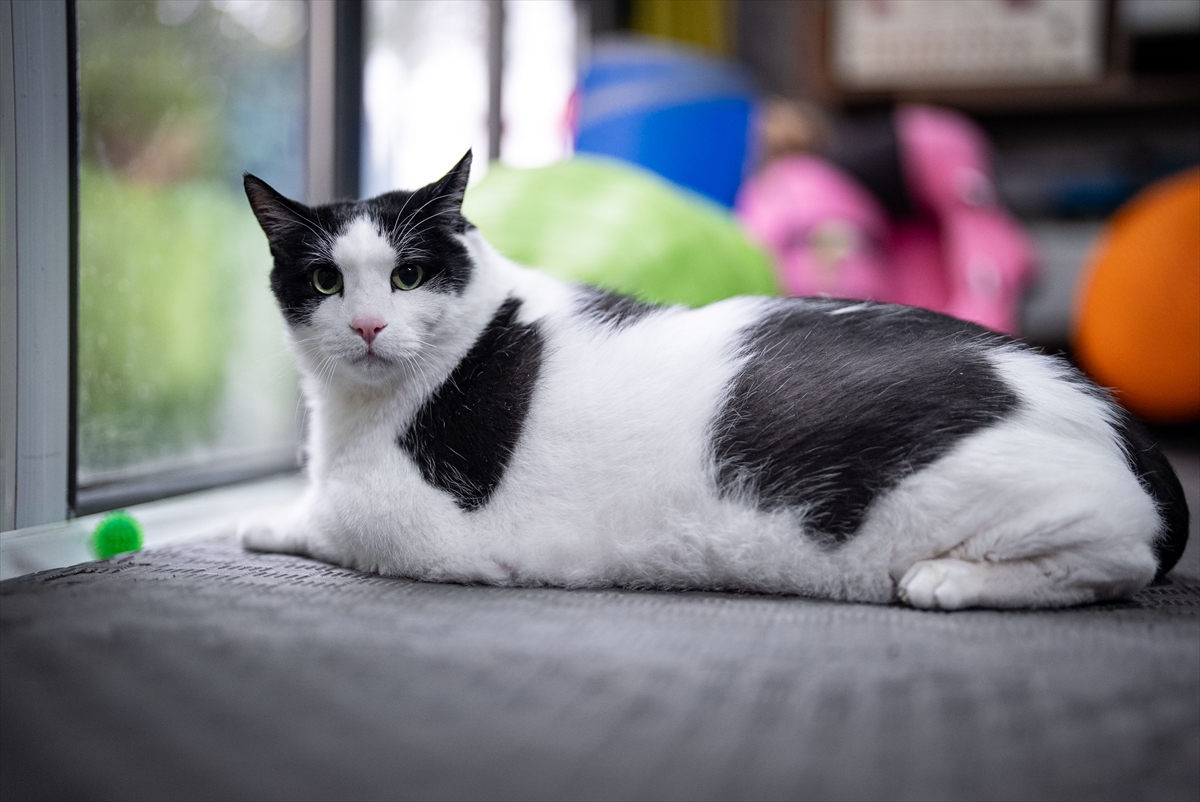 A A 20260217 40577505 40577496 T A R T I D A Y A K L A S I K 12 K I L O Y U G O R E N K E D I B O N C U K D I Y E T V E P I L A T E S L E Z A Y I F L A M A Y A C A L I S I Y O R