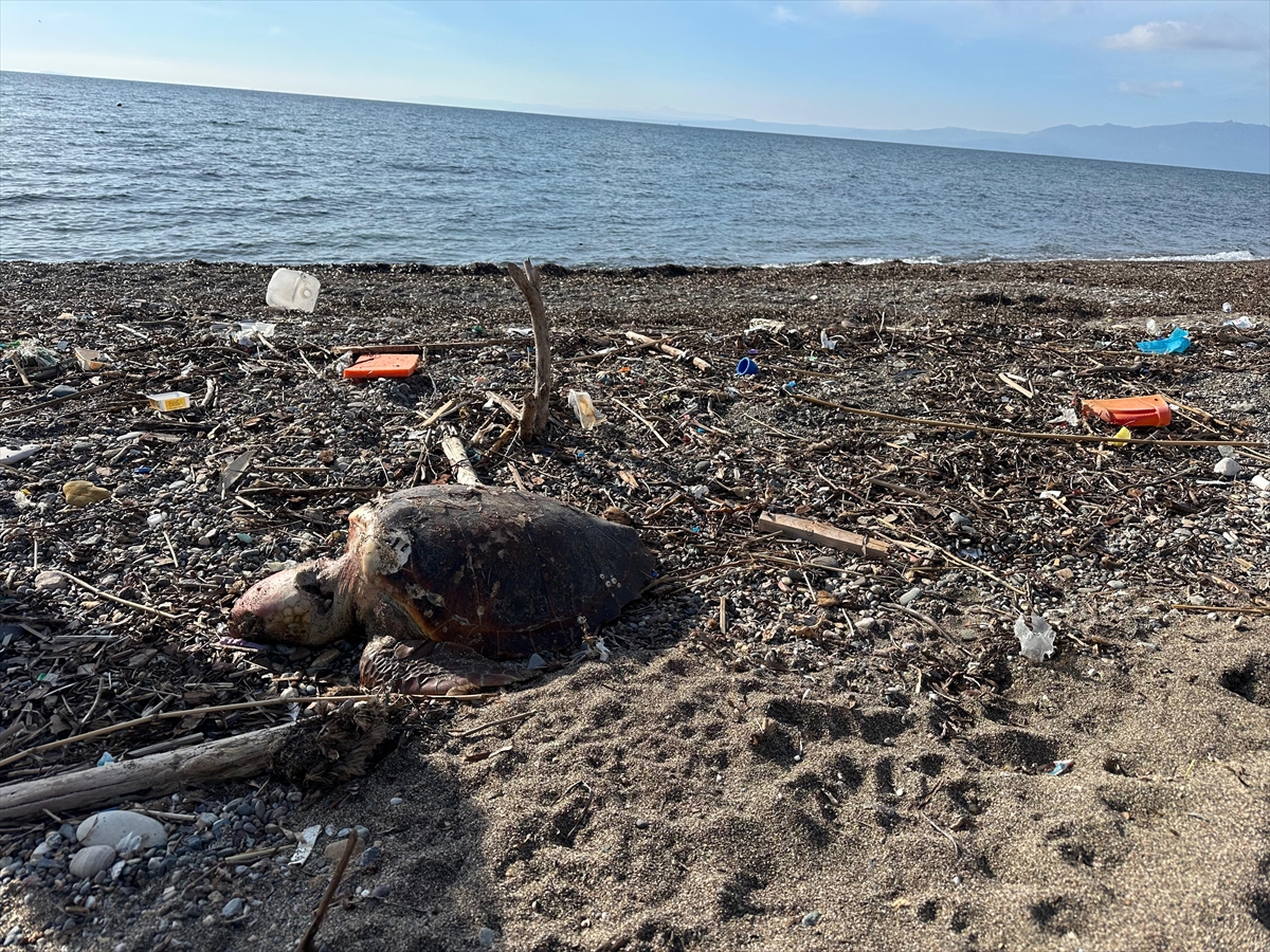 A A 20260224 40650682 40650681 C A N A K K A L E D E O L U C A R E T T A C A R E T T A S A H I L E V U R D U