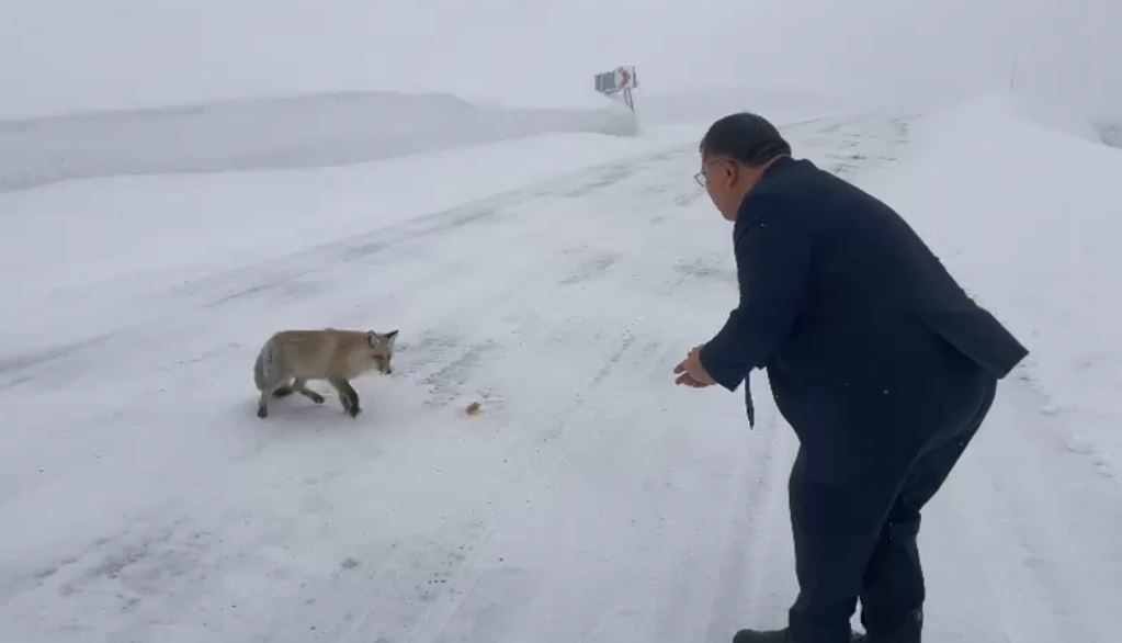 Artvi̇n Ti̇lki̇ (2)