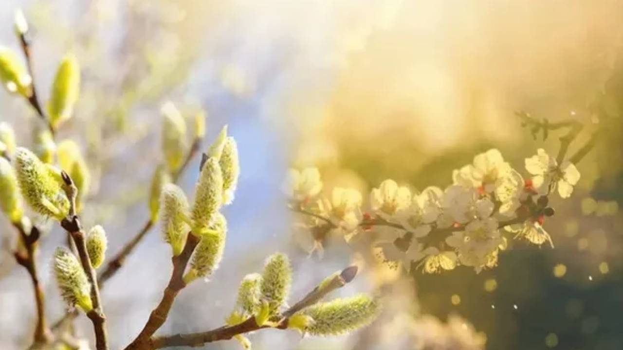 Bekelenen Tarih Belli Oldu! 2026 Ilk Cemre Ne Zaman Düşecek Havalar Ne Zaman Isınacak