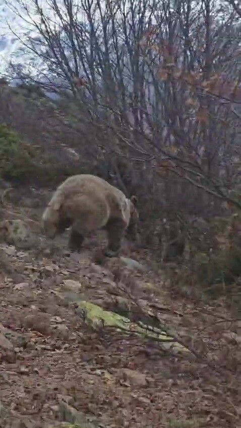 Erzurum'da Nefes Kesen Karşılaşma Boz Ayıyla Burun Buruna Geldi! (3)
