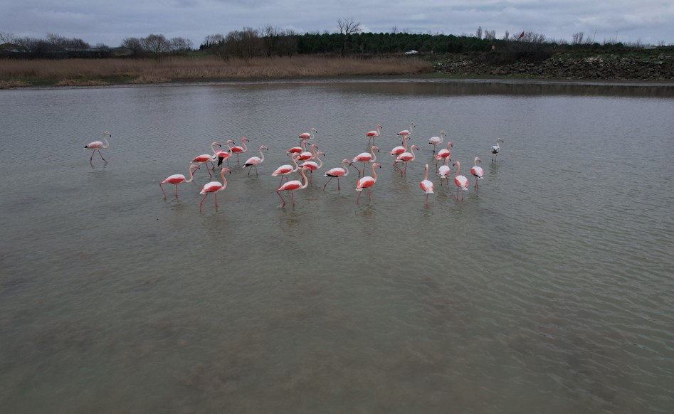 Flamingolar54545, (1)