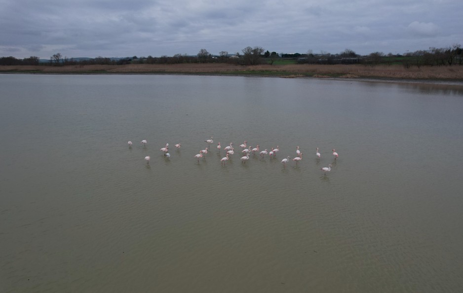 Flamingolar54545, (3)-1