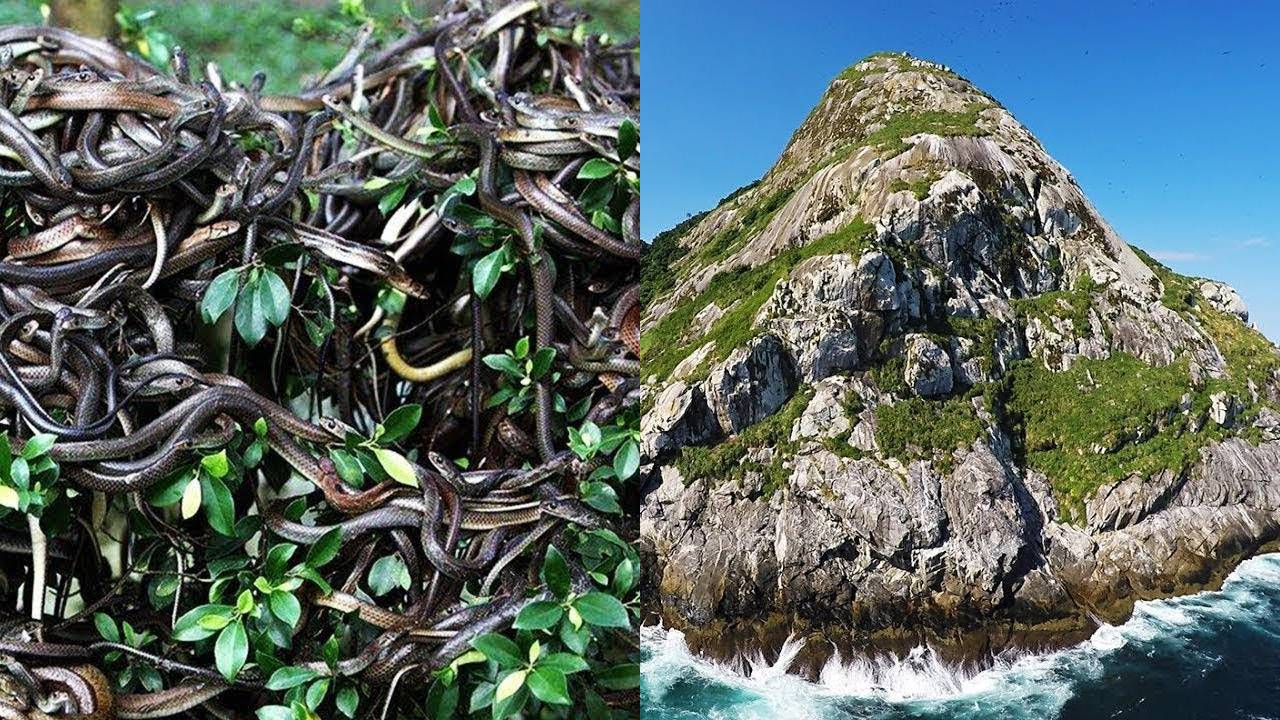 Ilha Da Queimada Grande