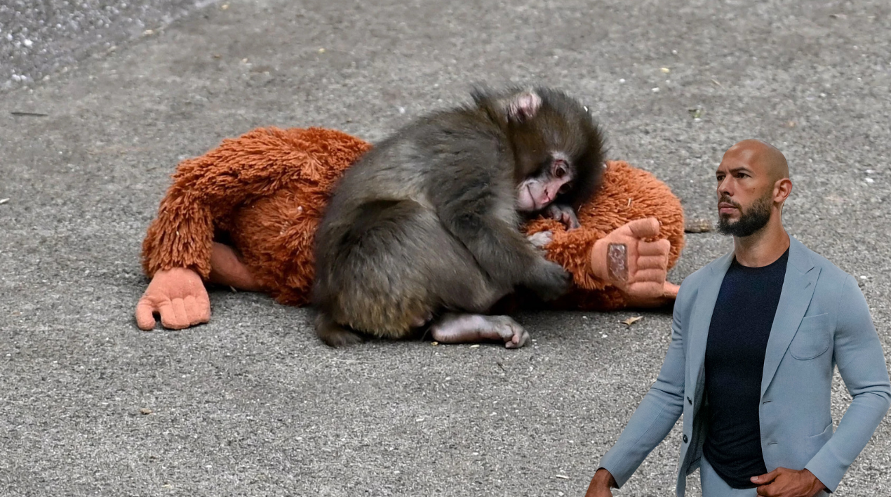 Tristan Tate'ten Punch'ı Doğal Yaşama Kavuşturacak Teklif!-1