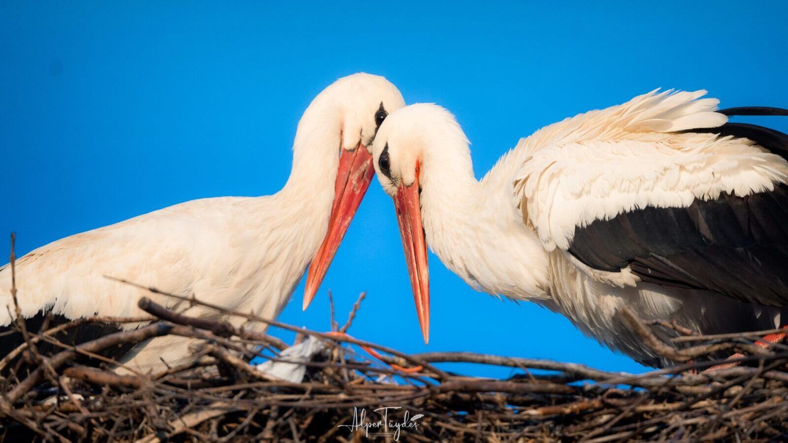 Yaren Ve Nazlı Leylek