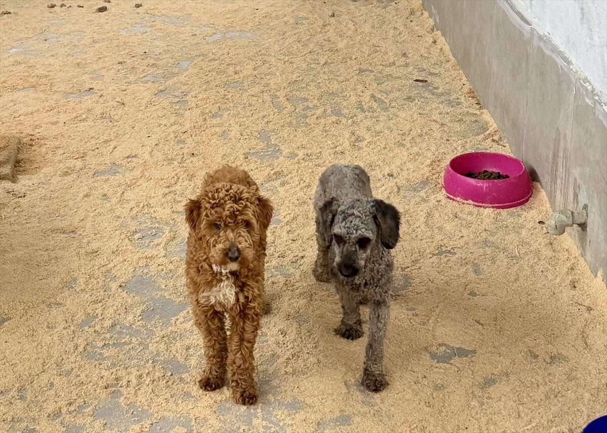 A A 20260325 40918309 40918306 E D I R N E D E Y A S A D I S I K O P E K U R E T I M I Y A P A N C I F T L I K S A H I B I N E 2 M I L Y O N 144 B I N L I R A C E Z A