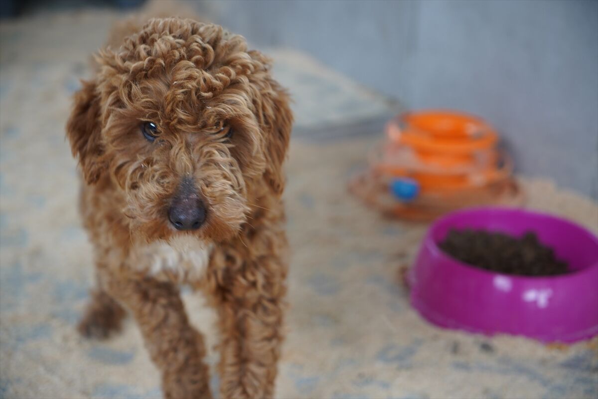 A A 20260325 40918309 40918308 E D I R N E D E Y A S A D I S I K O P E K U R E T I M I Y A P A N C I F T L I K S A H I B I N E 2 M I L Y O N 144 B I N L I R A C E Z A