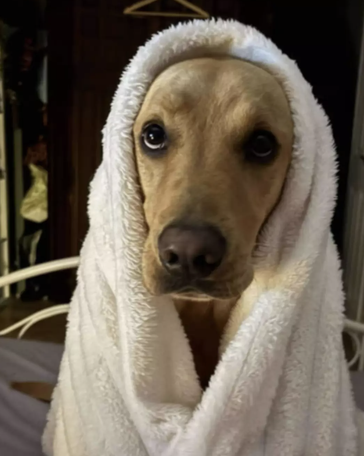 Cinayetiçözenköpek56622