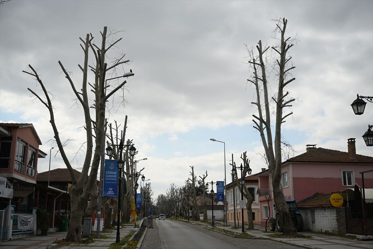 Edirne'de 'Sert Budama' Tepkisi Doğal Miras Tehlikede! (1)-1