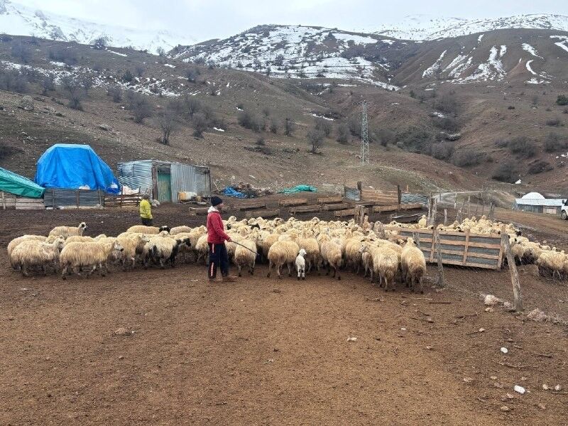 Erzincanda Gizemli Salgin Kabusu Kuzular Telef Oluyor 3