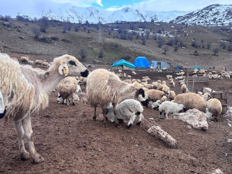 Erzincanda Gizemli Salgin Kabusu Kuzular Telef Oluyor 4