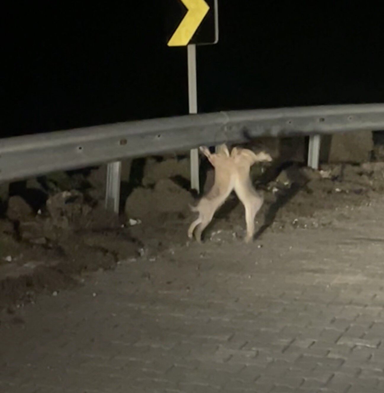 Gökçeada'da Tavşanların Sevimli Kavgası Kamerada (1)