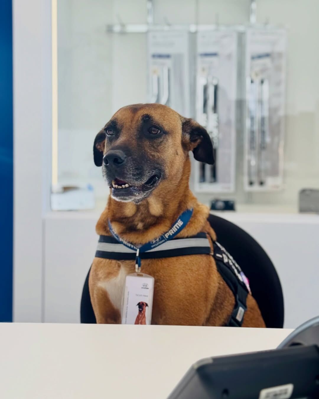 Hyundai Bayisinde Köpek Satış Danışmanı-1