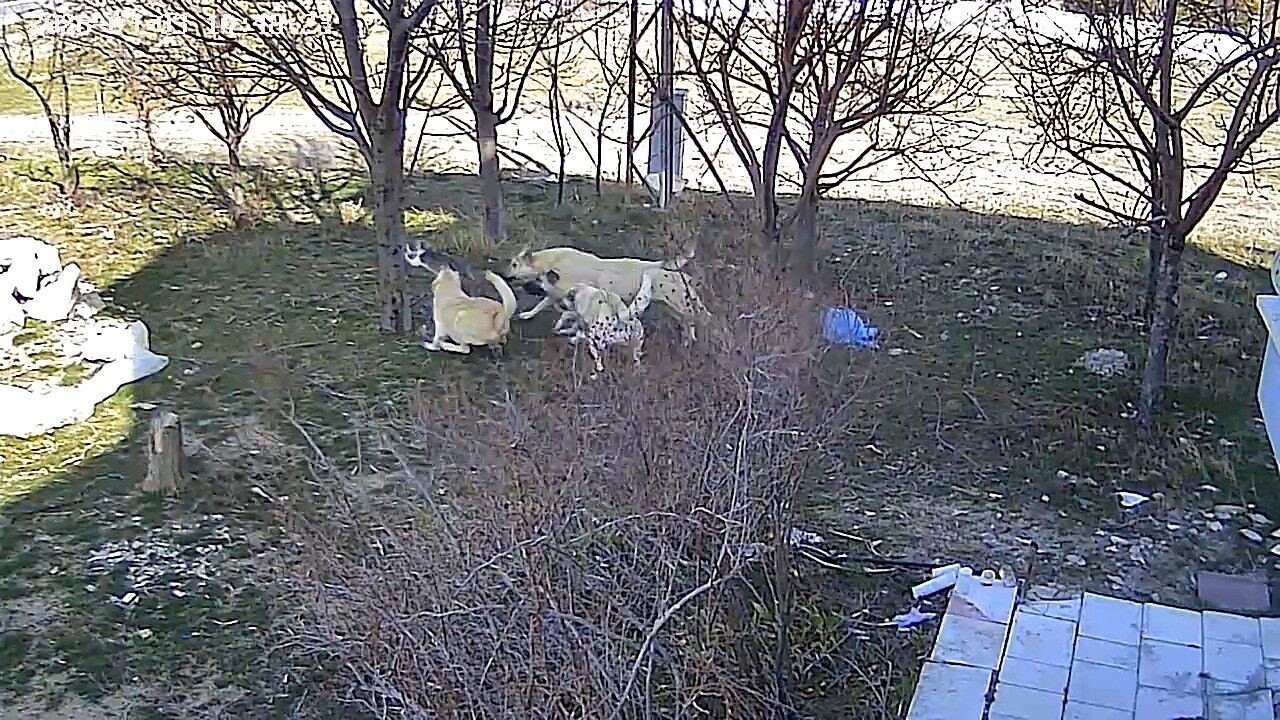 Karamanbaşıboş6722