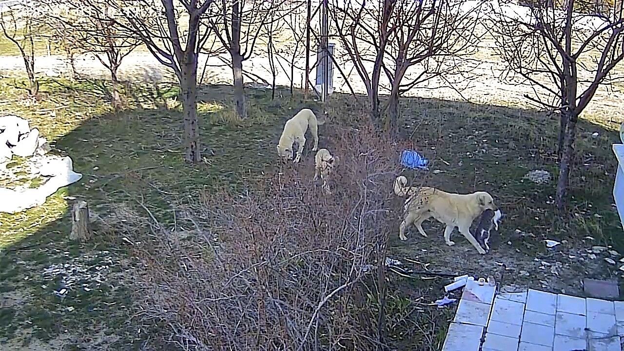 Karamanbaşıboş6723