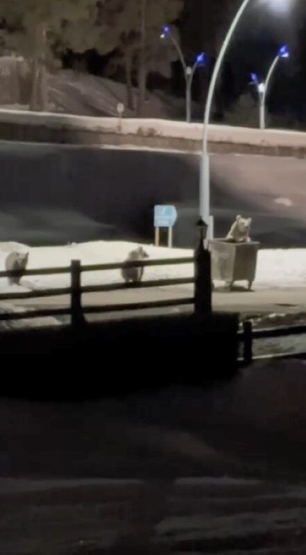 Kars'ta Uykudan Uyanan Ayı Ailesi Yiyecek Için Şehre Indi (1)