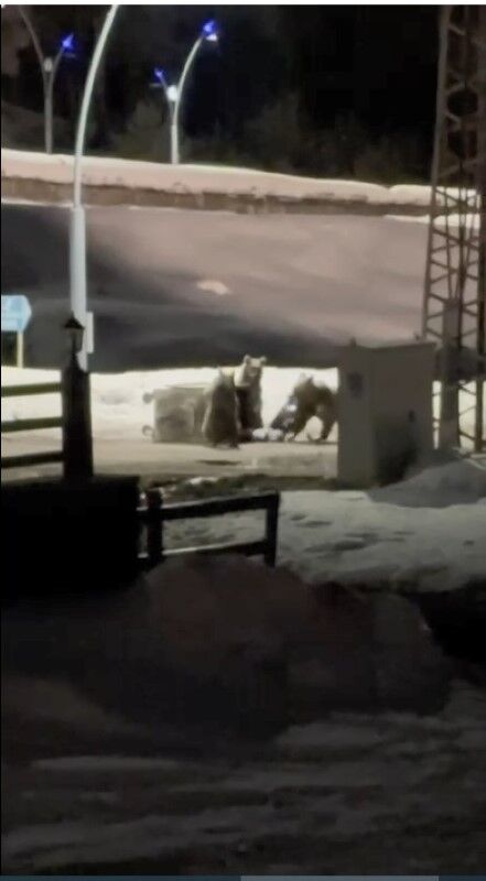 Kars'ta Uykudan Uyanan Ayı Ailesi Yiyecek Için Şehre Indi (2)