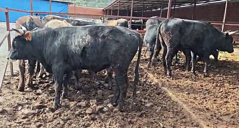 Kurbanpazarlığı445 (5)