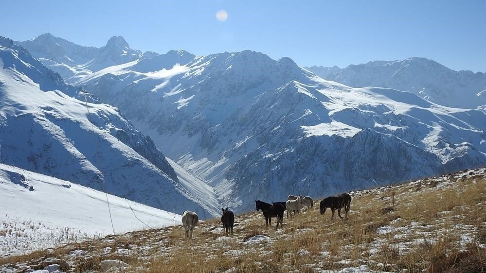Munzur'un Zirvesinde Yılkı Atları Mest Etti (1)
