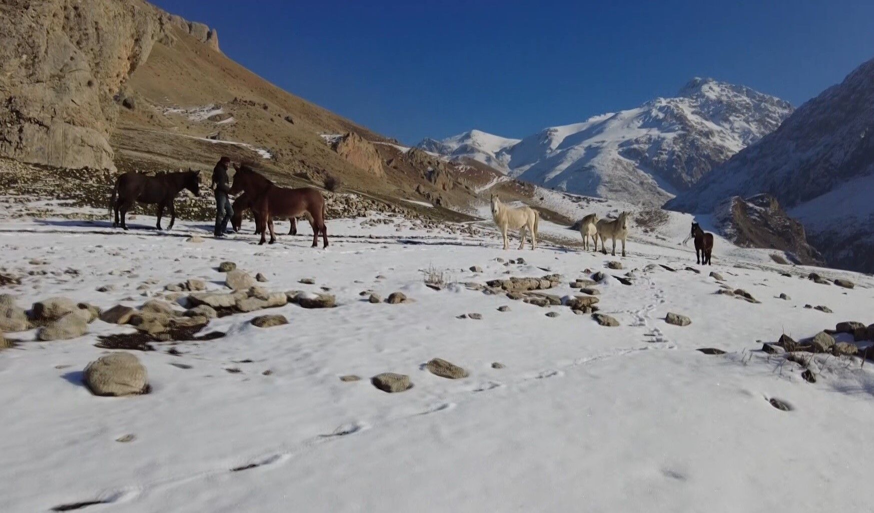 Munzur'un Zirvesinde Yılkı Atları Mest Etti (3)