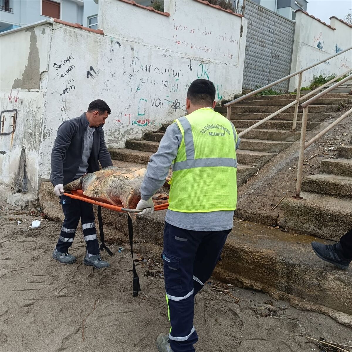 Tekirdağ'da Üzücü Manzara Sahile Ölü Caretta Caretta Vurdu (1)