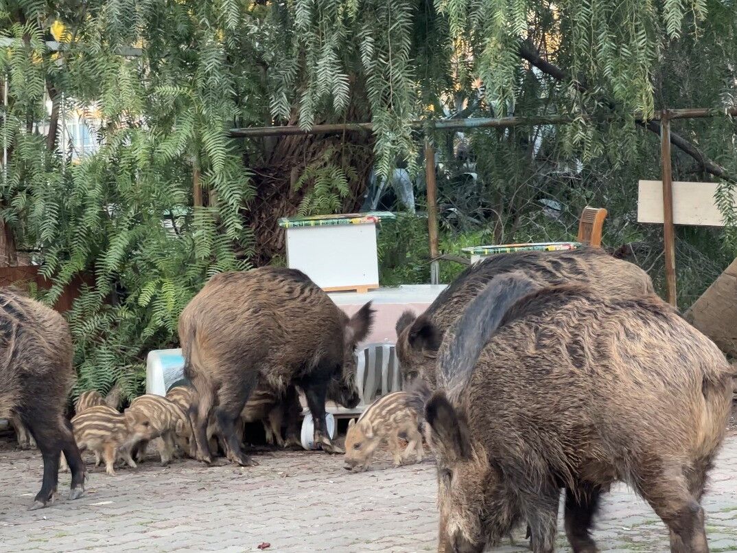 Yaban Domuzları İzmir Sokaklarında Yiyecek Aradı (1)