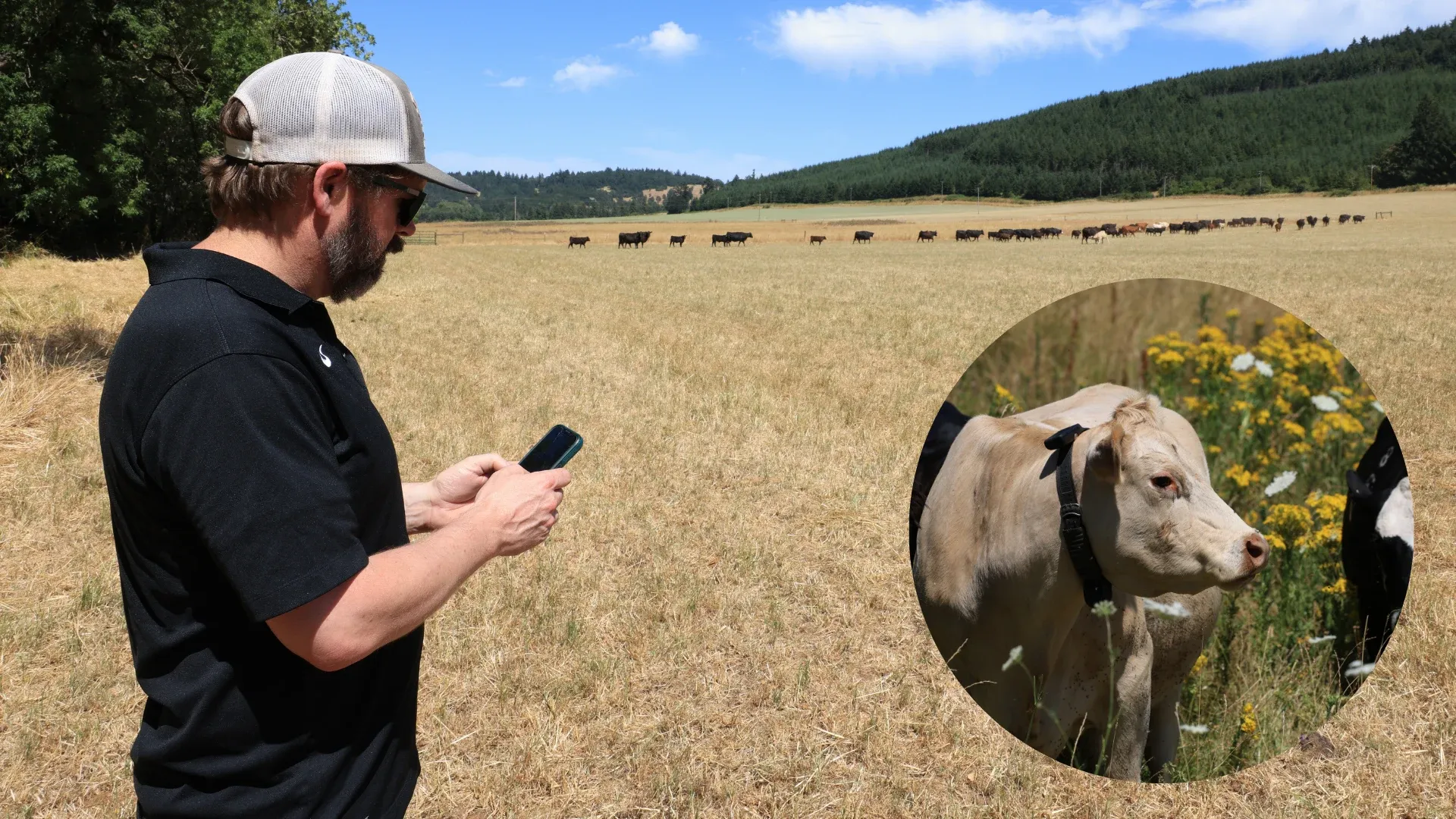 Yapay Zeka Çobanın Yerini Aldı Yeni Zelenda'da Devrim3