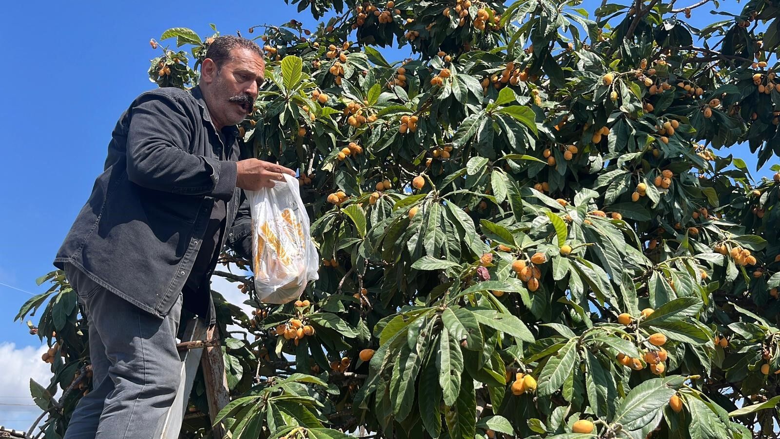 Antalyada Alicisi Cikmayinca Butun Meyveyi Ucretsiz Dagitti 2