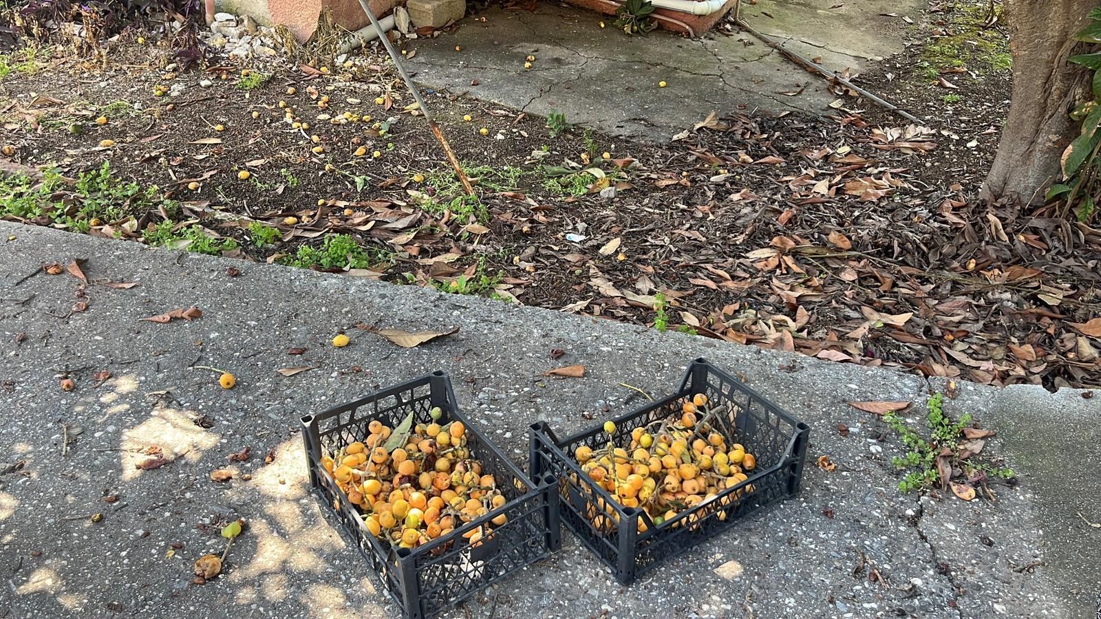 Antalyada Alicisi Cikmayinca Butun Meyveyi Ucretsiz Dagitti 5