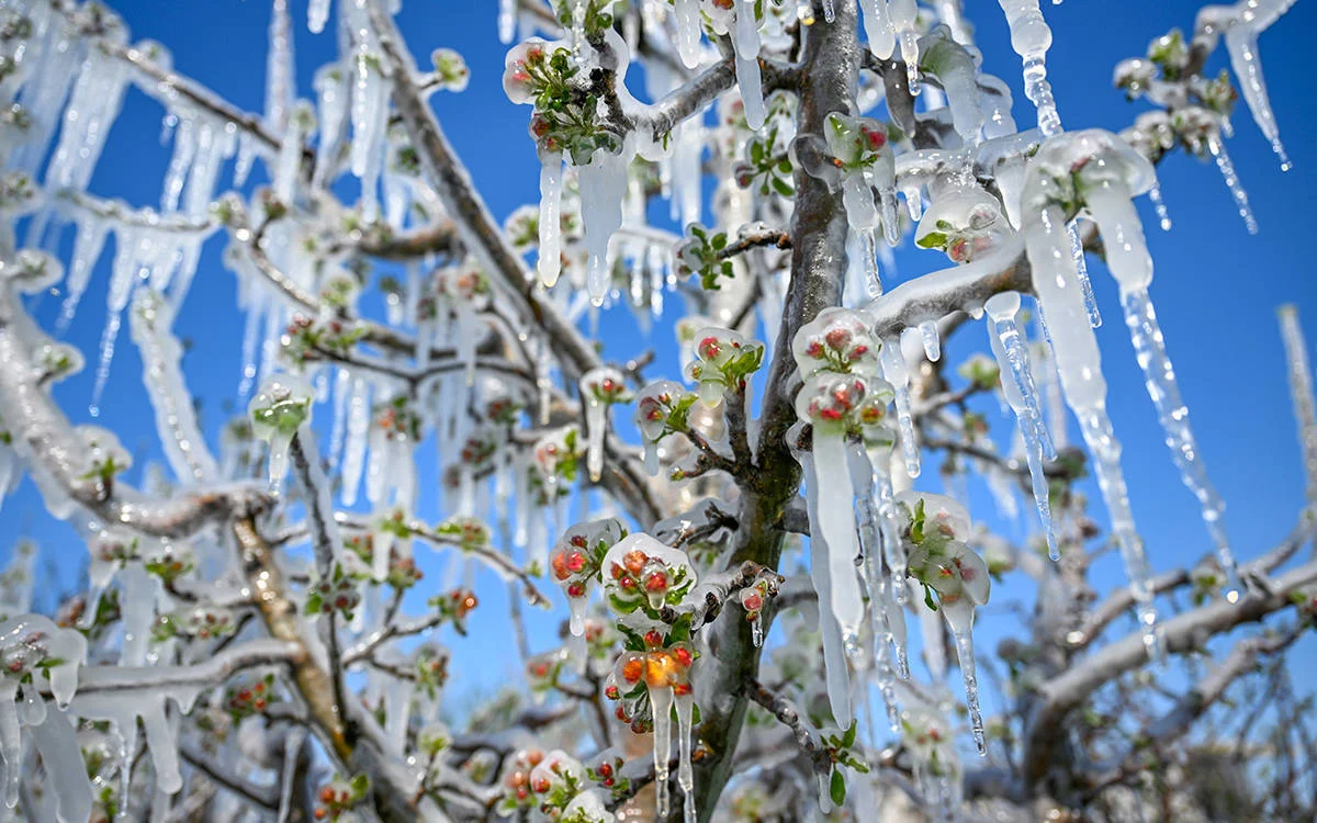 Bakanlıktan Çiftçilere Kritik 'Zirai Don' Uyarısı