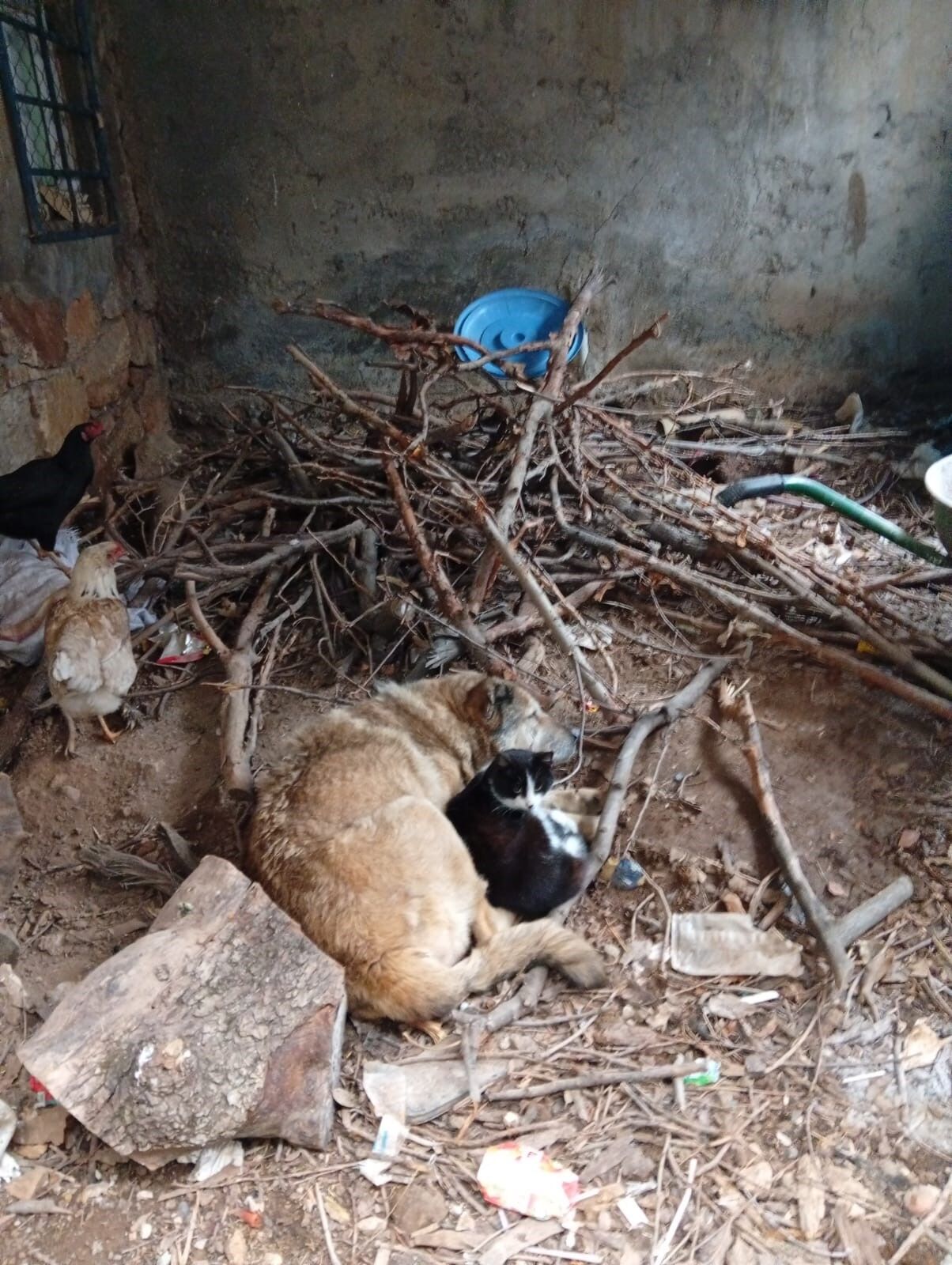 Batman'da Kedi Ile Köpek Birbirine Sarılarak Uyudu