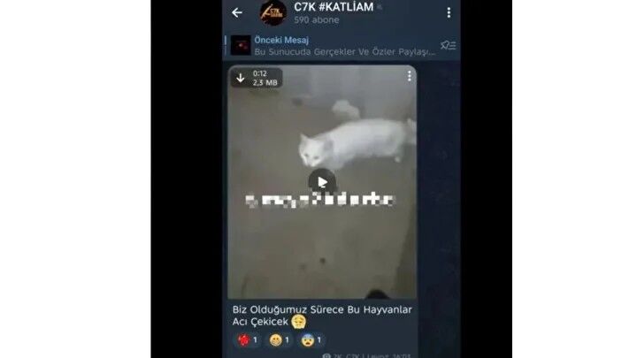 C31K Hayvanlara Iskence