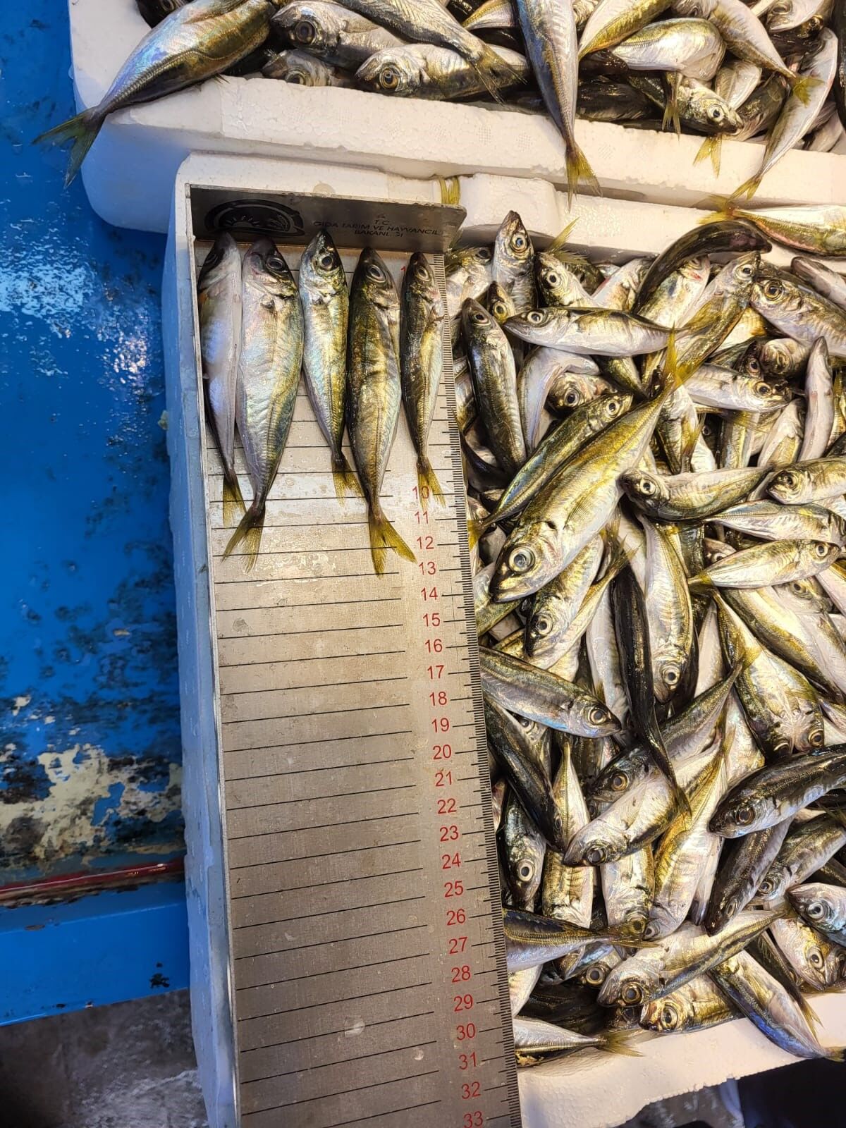 Denizlerde Av Yasağı Başladı Cezası 2 Milyon Lira! (2)