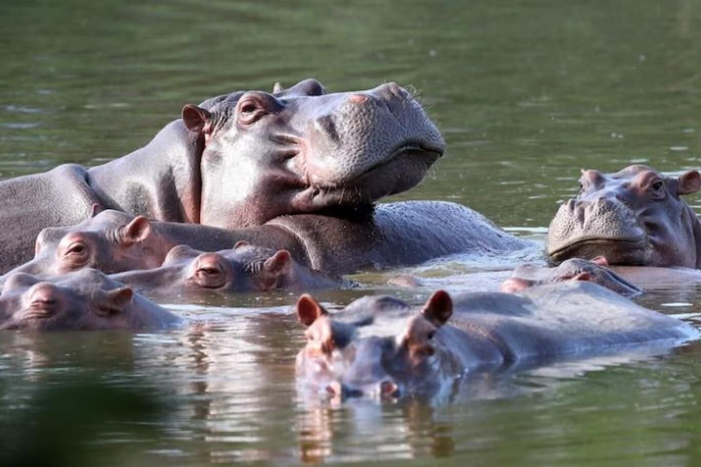 Escobarı'ın Mirası Kolombiya'nın Kabusuna Dönüştü! Su Aygırları Için Ötenazi Masada-1