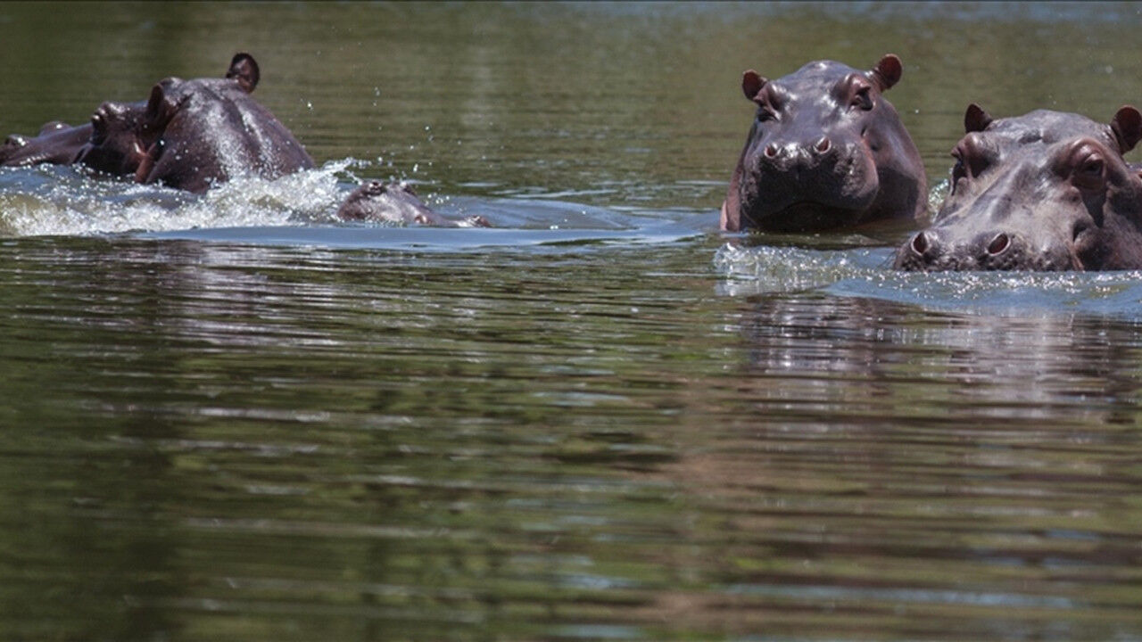 Escobarı'ın Mirası Kolombiya'nın Kabusuna Dönüştü! Su Aygırları Için Ötenazi Masada (2)