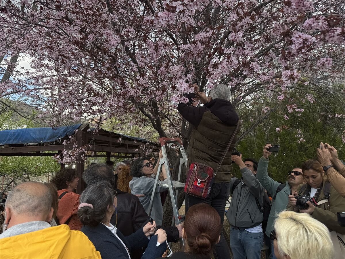 Gulistan Dokunun Fotograflari Agaclara Asildi 1