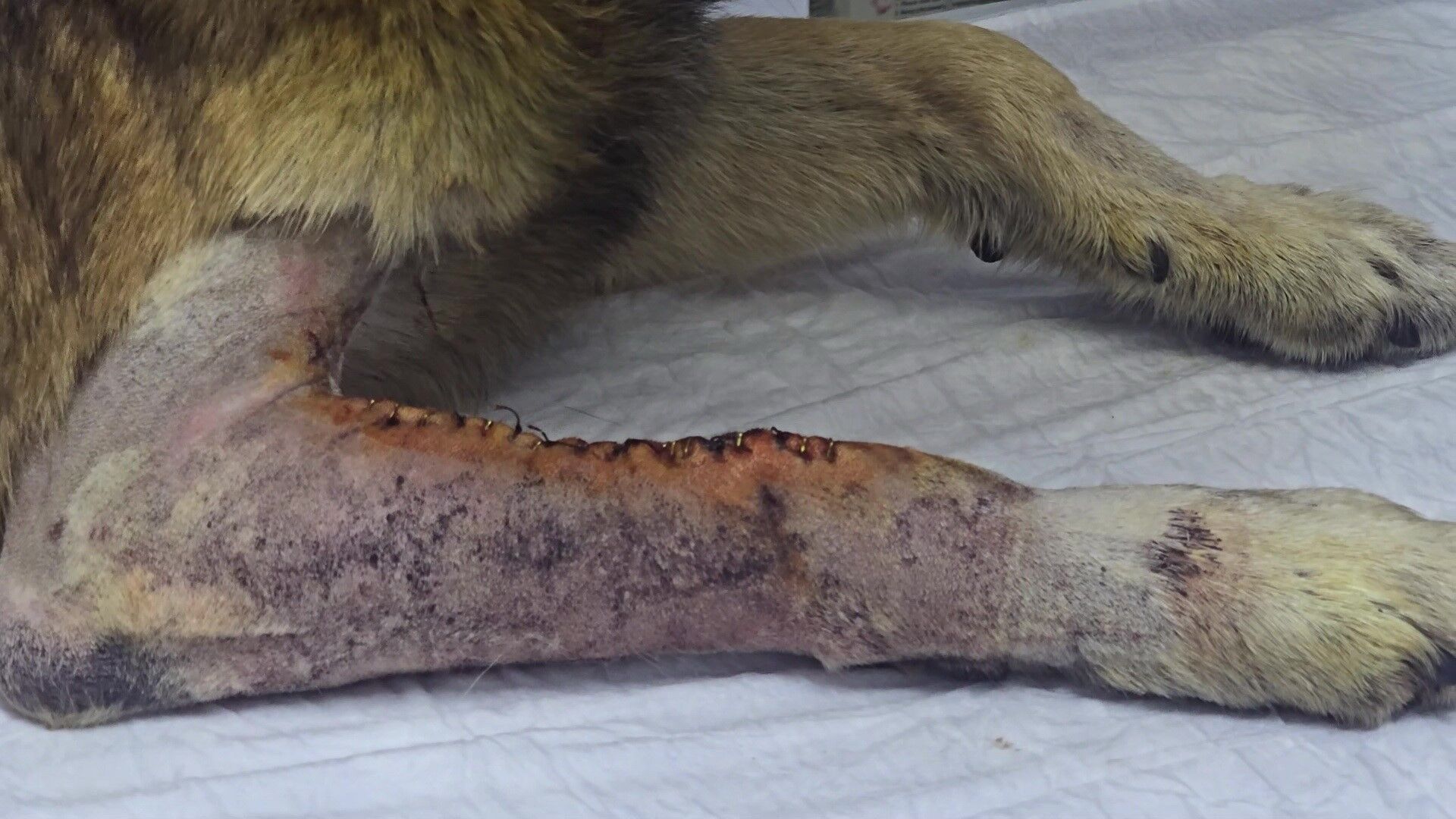 Havladığıiçin5454 (4)