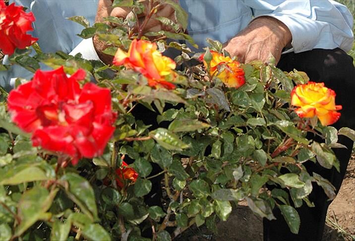 Hıdırellez Kutlama