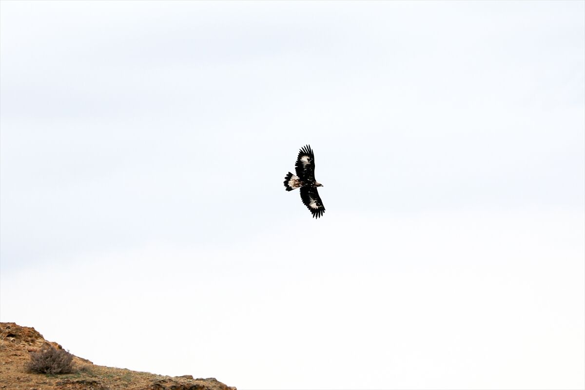 Iğıdır'da Kaya Kartalı! Saatte 320 Kilometre Hızla Uçuyor (2)