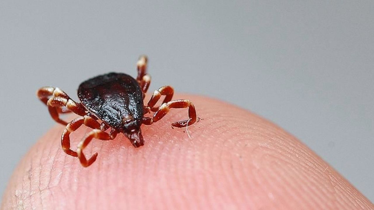 Tokat’ta kene alarmı: 5 kişi hastaneye kaldırıldı