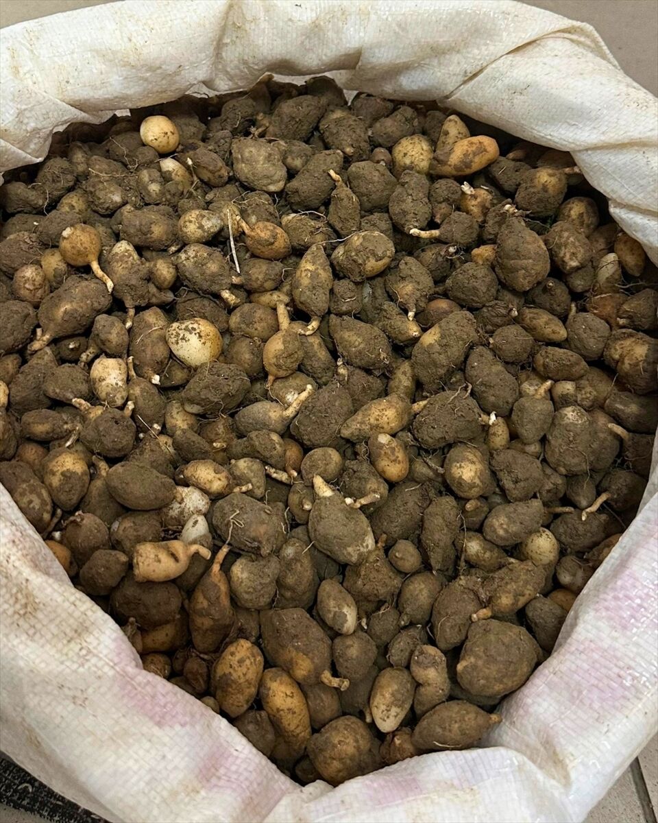 Kocaeli'de kaçak salep avcısına rekor ceza